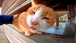 夕方の野鳥小屋に佇む野良猫をナデナデしてきた。