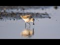 Live: Critically endangered spoon-billed sandpipers in E China's Jiangsu