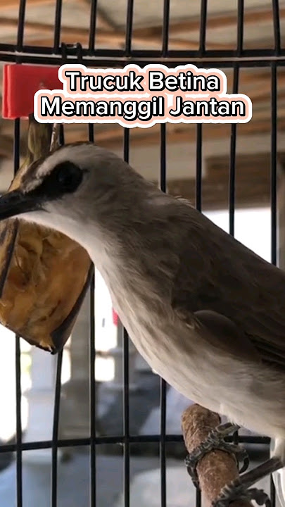Trucuk Betina Memanggil Jantan #pancingantrucukbetina #trucukan #trucukgacor #shorts #shortsvideo