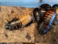 Madagascan Giant Hissing Cockroaches, there care and husbandry
