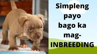 Simpleng payo bago isiping mag Inbreeding ng American Bullies