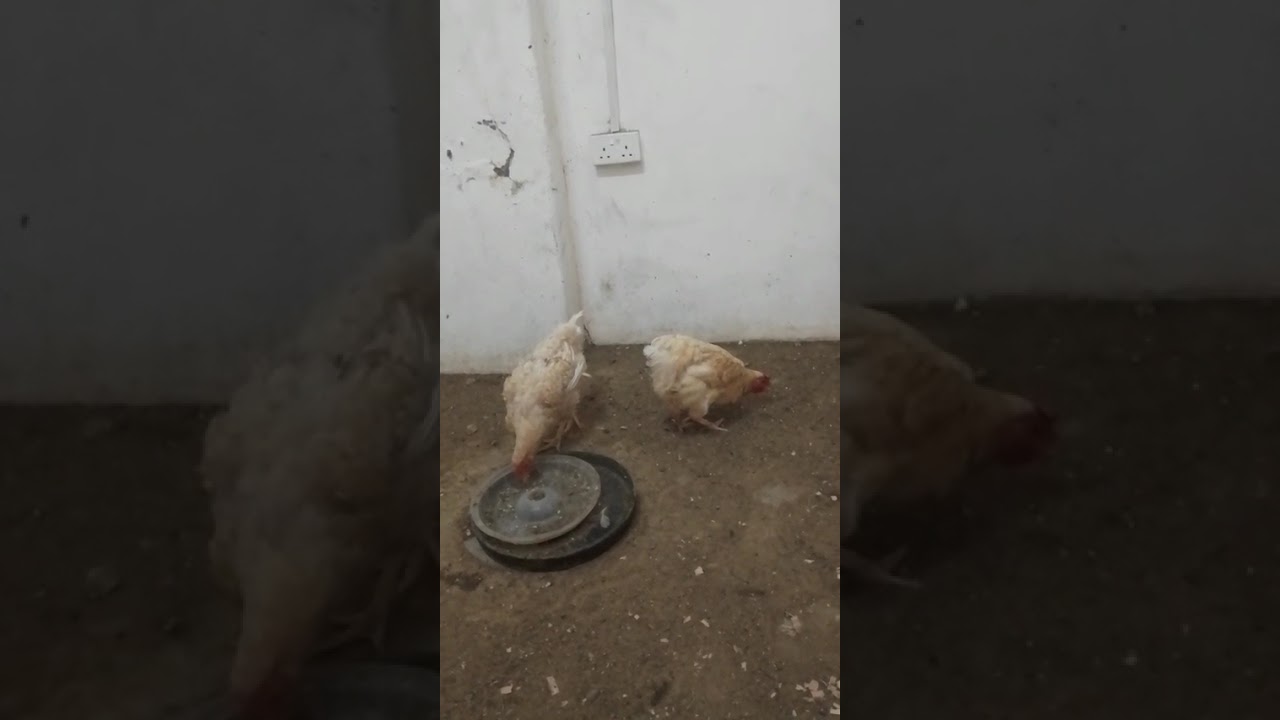 Improved Kienyeji Chicken