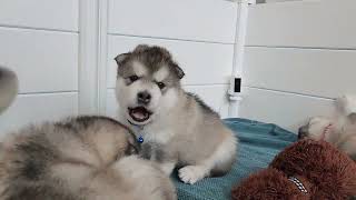 alaskan malamute puppies at 25 days by Maukadorable 5,351 views 2 months ago 2 minutes, 22 seconds