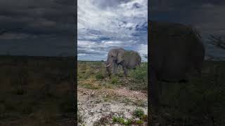 Impressive Elephant right next to the car in Namibias Etosha National Park