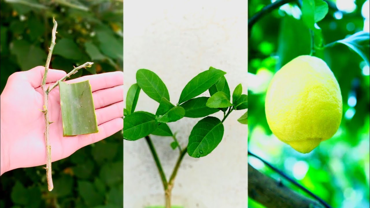 How to propagate Lemon from cutting Propagate Lemon tree from cutting