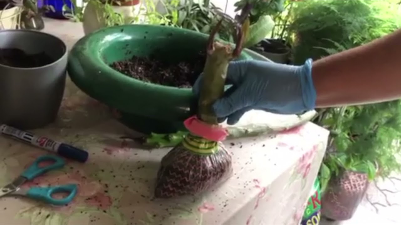 How To Bag Root A Plumeria!