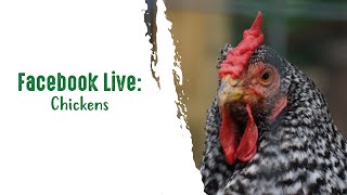 Facebook Live: Chickens