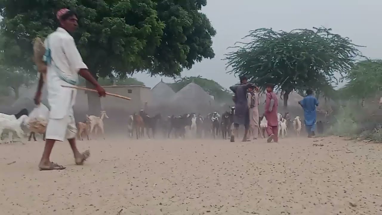 Goats and sheep  Today  Goats walking  