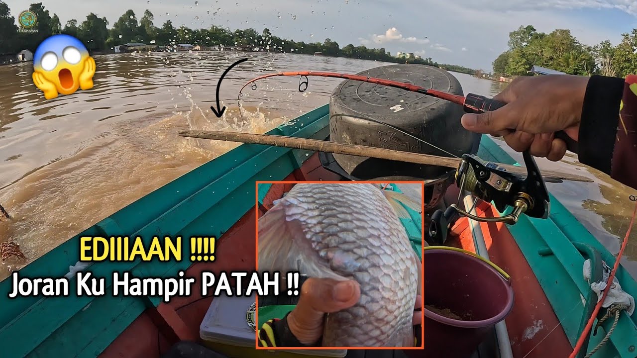 GEMETAR !!! MANCING PATIN BABON UMPAN PELET IKAN MIX ROTI COKLAT MALAH STRIKE IKAN TAWES BABON