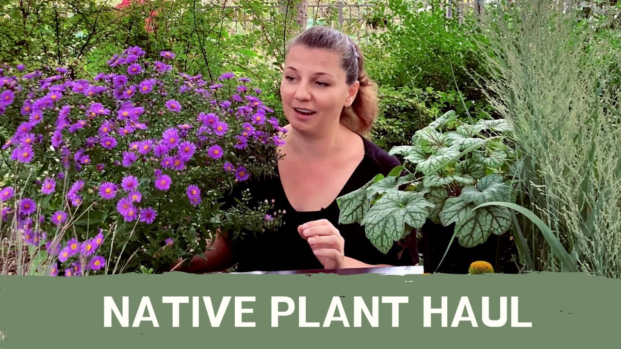 🌾 Huge Plant Haul ~ Native Plants ~ Y Garden 🌾