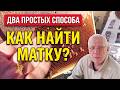 Не могу найти матку Как найти матку в улье Нет матки Нет расплода