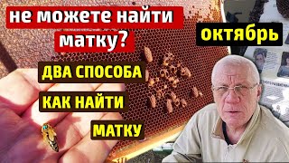 Не могу найти матку Как найти матку в улье Нет матки Нет расплода