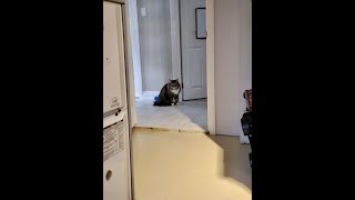 Dryer Cleaning Service - with Supervisor 🐈‍⬛𝗛𝗮𝗿𝘁𝗲𝗸 𝗣𝗿𝗼 𝗜𝗻𝗰.🛠 #appliancerepair #dryerrepair