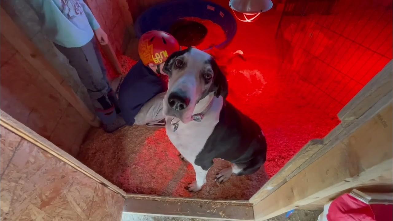 Chickens Go Out To The Coop in Alaska YouTube