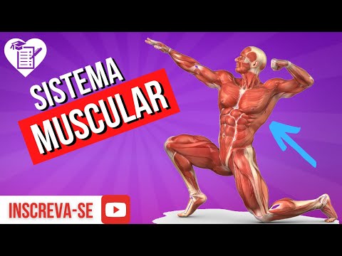 hqdefault - Função do Sistema Muscular