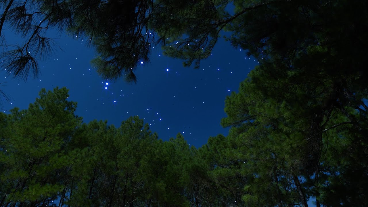 Crickets & Owls Under the Starry Night Sky | Nature Ambient Sounds for Relaxation, Focus & Sleep