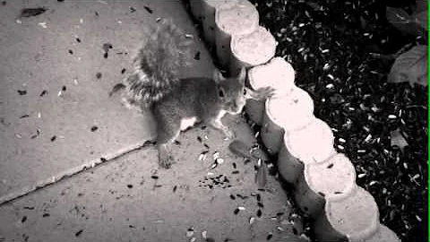 Hurray! Gotta Get Those Seeds by Barbara Gentry