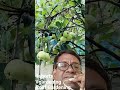 Roof Gardening #agriculture #fruit #gardening #youtube