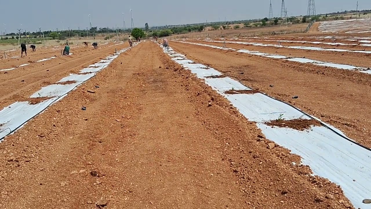 Pomegranate | Raised bed | Weed mat | 50 ఎకరాలలో scientific గా ఎలా నాటుకోవాలి ! 234
