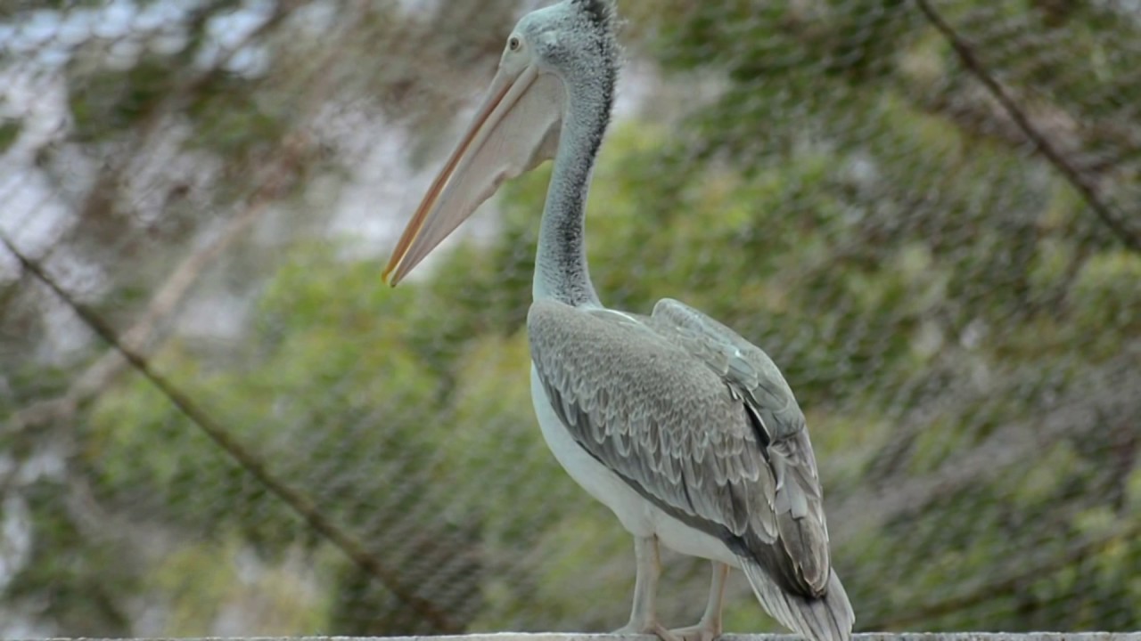 Spot-billed pelican - Video Footage 
