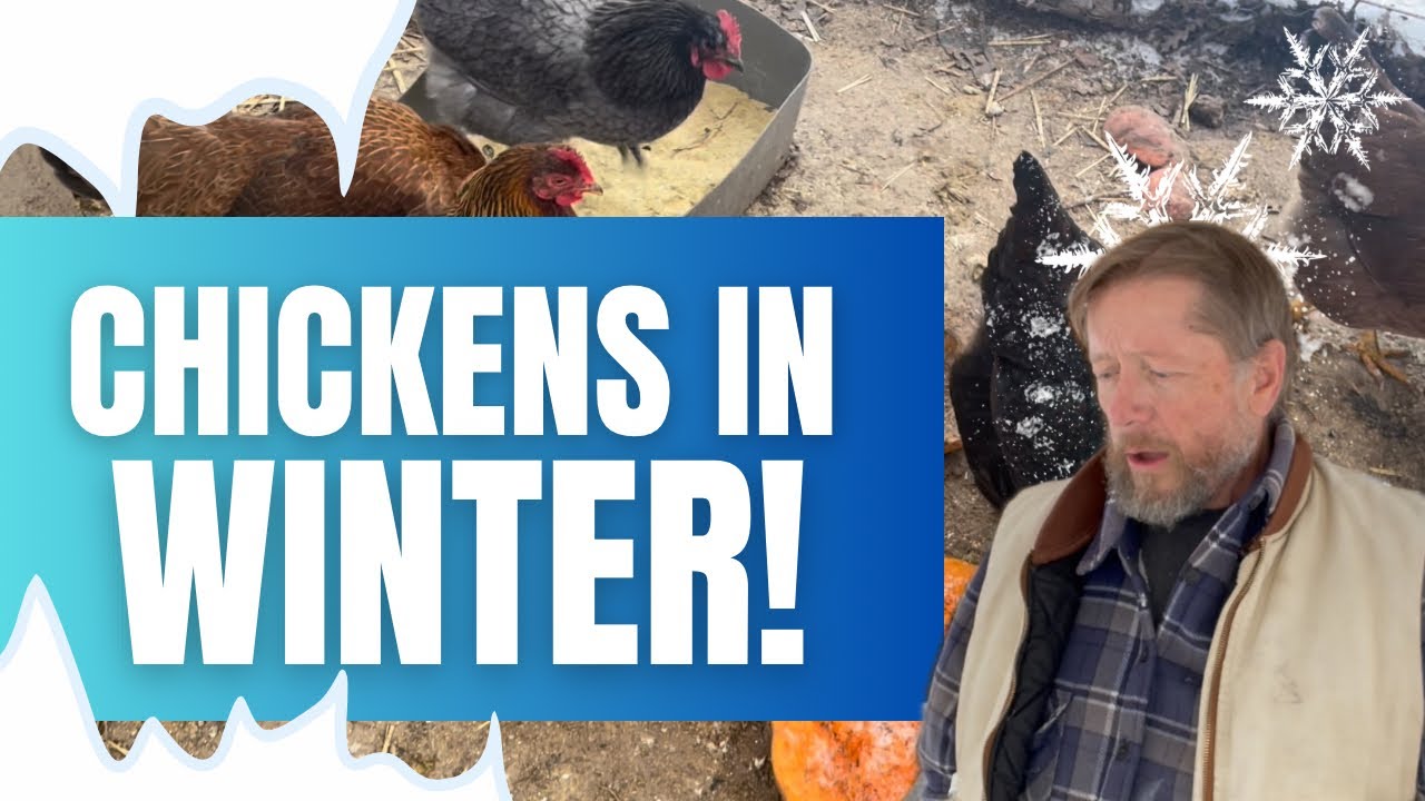 Photo inspiration: Chicken Exercise During Winter Months Reference: Winter Chicken Care Keeping Your Chickens Happy Healthy During The