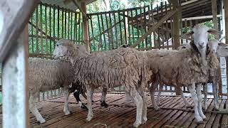 Suara Embek Lagi Lapar Mintak Makan | Suara Kambing