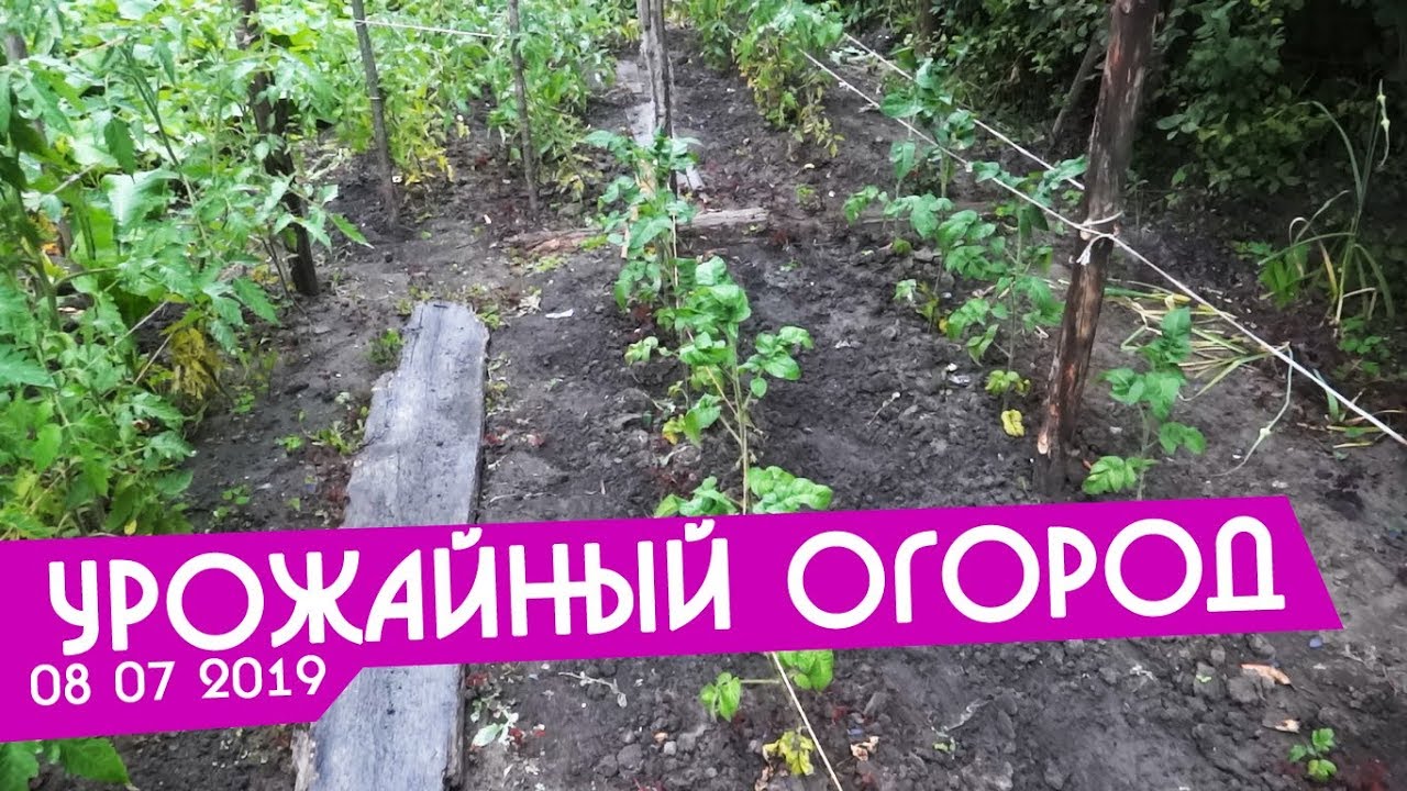 урожайный огород с татьяной щедриной. урожайный огород с татьяной последние видео. урожайный огород с татьяной щедриной. урожайный огород 2020 с татьяной. урожайный огород 2020 с татьяной.