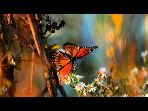 愛在深秋 。 Ngoi Joi Sum Chau 。譚詠麟 。Alan Tam 。Cover