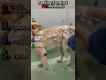 Funniest Dog Moments Compilation – Try Not to Laugh!#funny