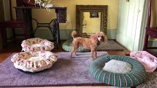 Red Miniature Poodles for Sale