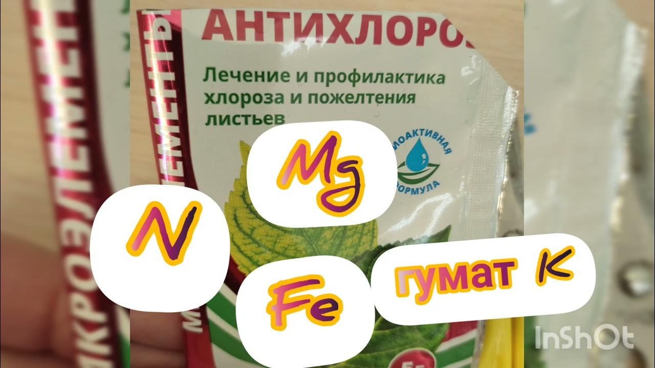 Болезни винограда хлороз. Хлороз железный у гортензии. Хлороз листьев винограда. Средство от хлороза у растений. Профилактика хлороза.