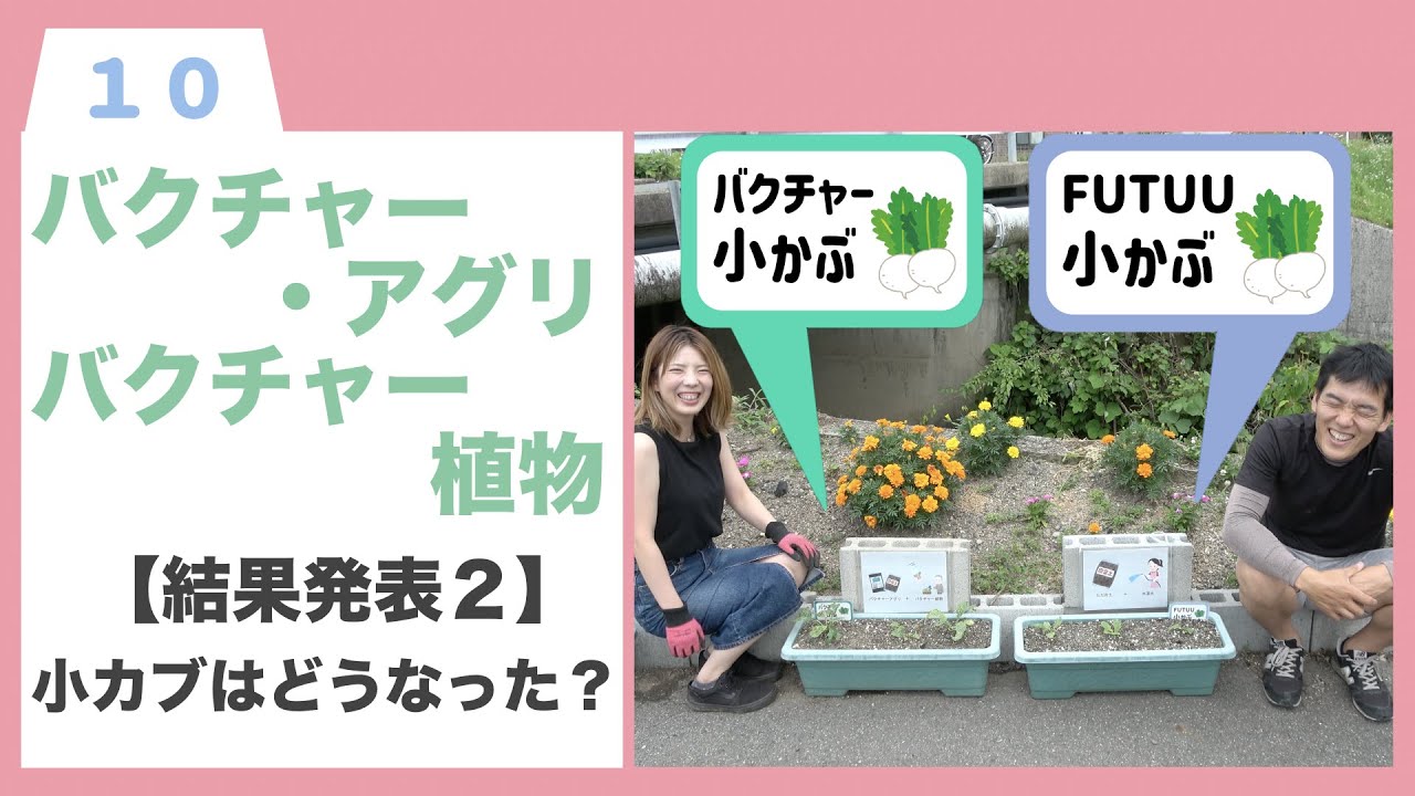 バクチャー商品使い方 バクチャー入りのプランター 結果発表２ 小カブはどうなった Youtube