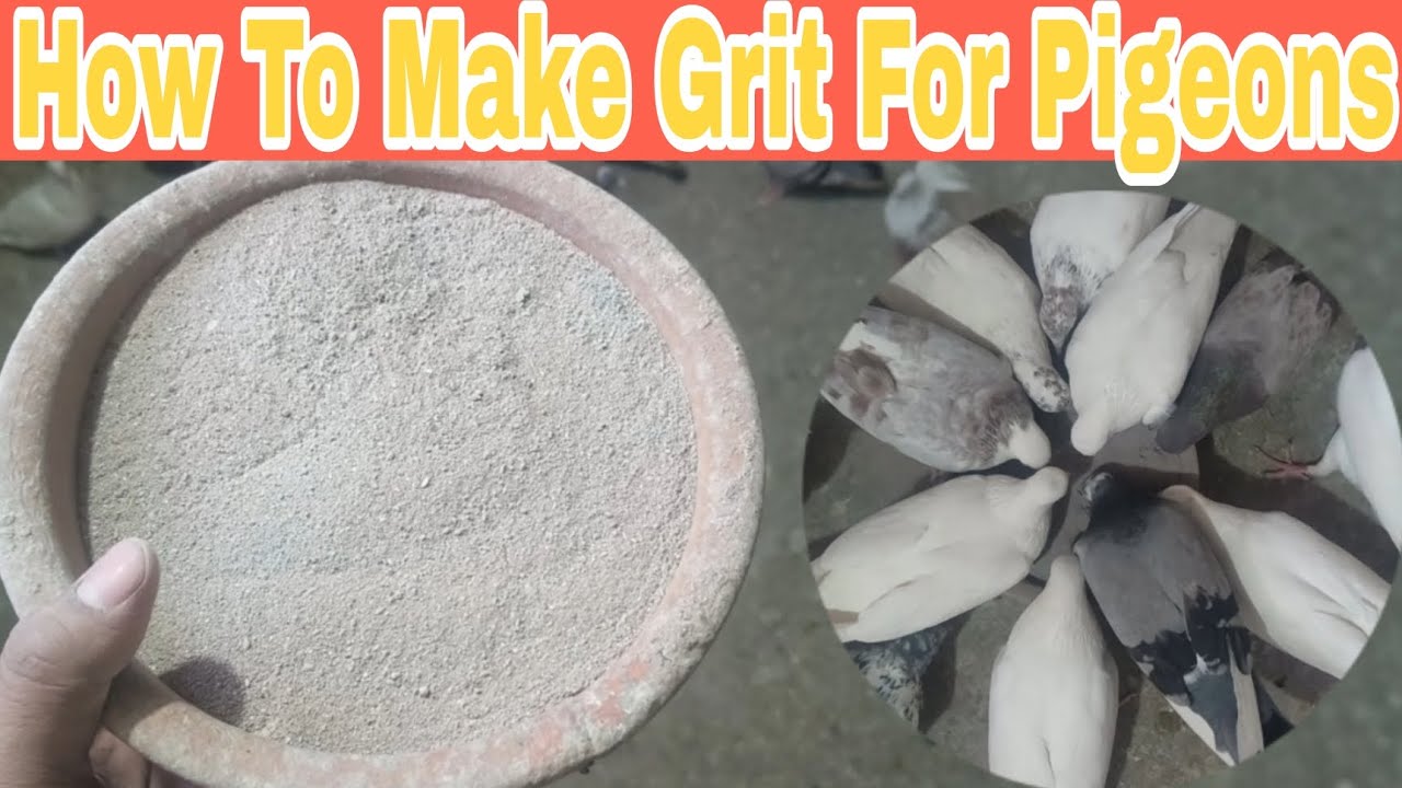 How To Make Grit For Pigeons || Kabootar Ke Liye Mitti Kese Banaye..?? @R A Pigeons Loft