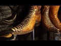 Cowboy Boot Collection Update - Exotic Skins including Alligator, Ostrich and Snakeskin.