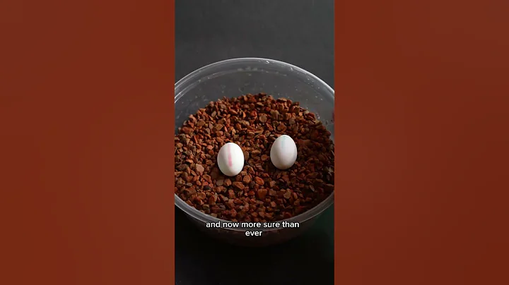 Hatching mystery eggs from pet store