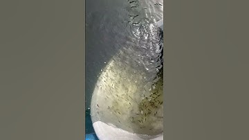 Tilapia fingerlings after size grading