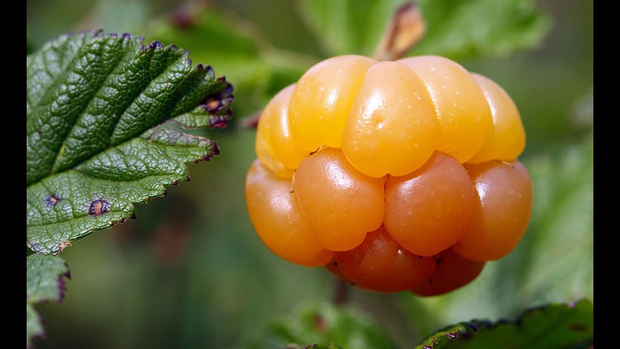 Cloudberry