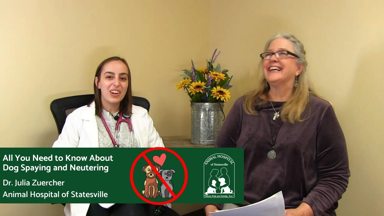 Everything You Need To Know About Cat Spaying Neutering Youtube