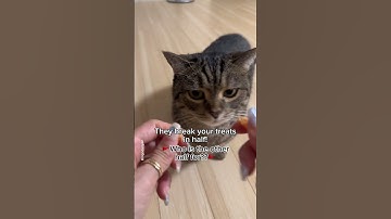 What red flags does your Hooman have????🚩 #shorts #cat #funny