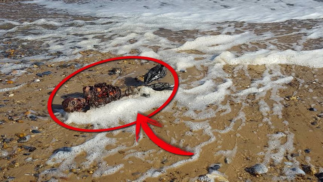 Las Sirenas Existen En La Vida Real 2020