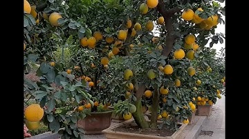 Kỹ thuật ghép ngược quả bưởi diễn trên cây bưởi cảnh và Kéo Original Lowe 10.107 - LH: 0869214270