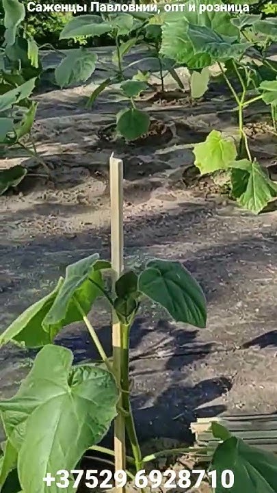 Высадка маточных деревьев Павловнии. #paulownia #медонос #павловния ...