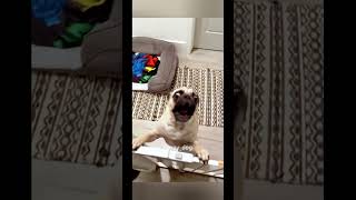 #funny #dogs #pet #dogscats#dogshorts #dog#doglover#doglife