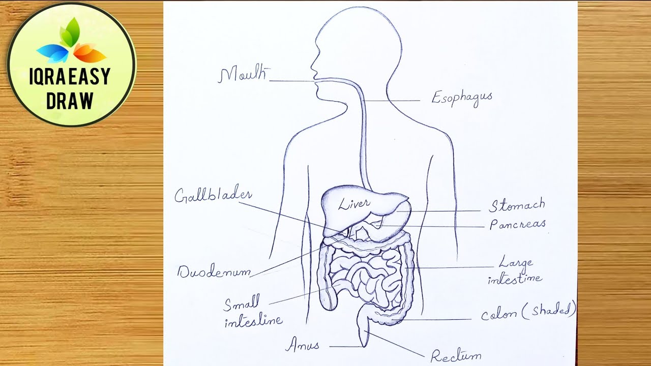 Human Digestive System Drawing Stock Illustrations – 2,159 Human Digestive  System Drawing Stock Illustrations, Vectors & Clipart - Dreamstime