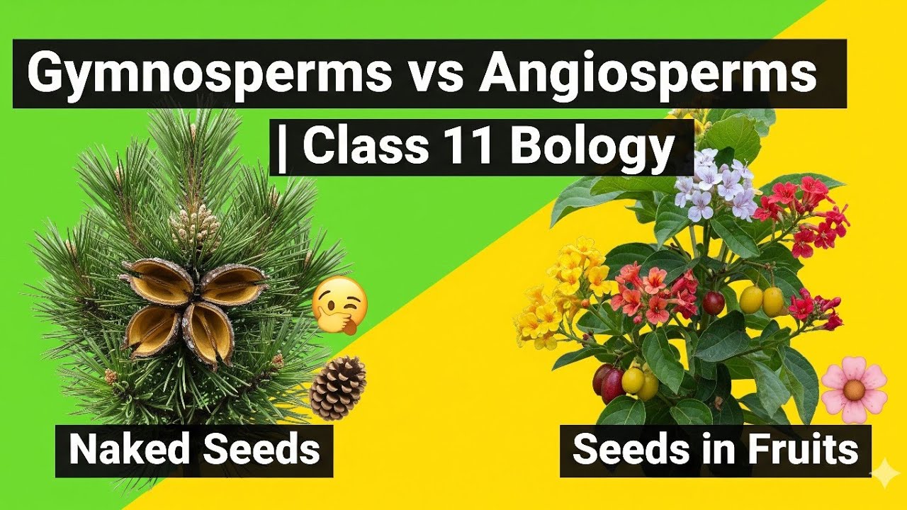 Gymnosperms vs Angiosperms | Class 11 Biology - YouTube