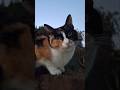 😊#gatos #gato #cat #humor #suncats #catmoments #cute #funny #catvideos #kitty #pets