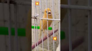 تغريد رهييييب لطائر الكناري canary birds canario canari birdsounds kenari