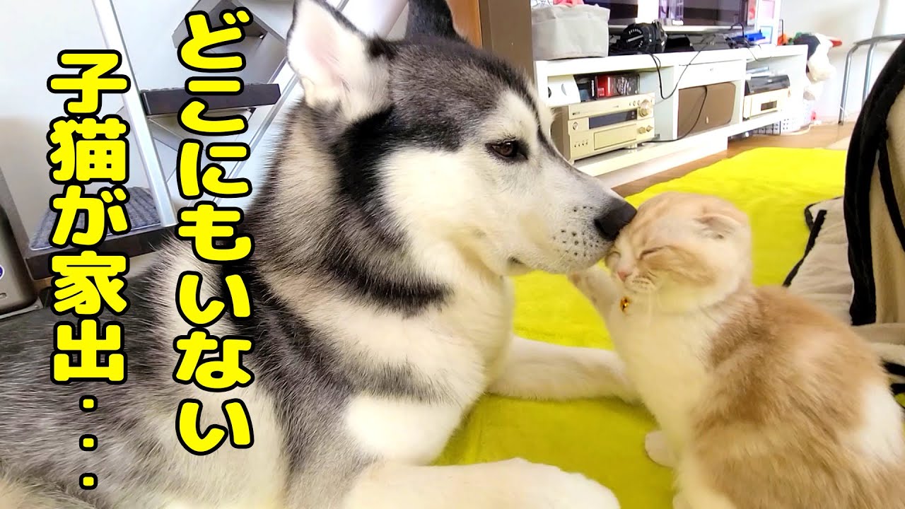 最愛の子猫が家出したと思い必死で探し回るハスキー犬がこちら Youtube 最愛の子猫が家出したと思い必死で探し回るハスキー犬がこちら Youtube