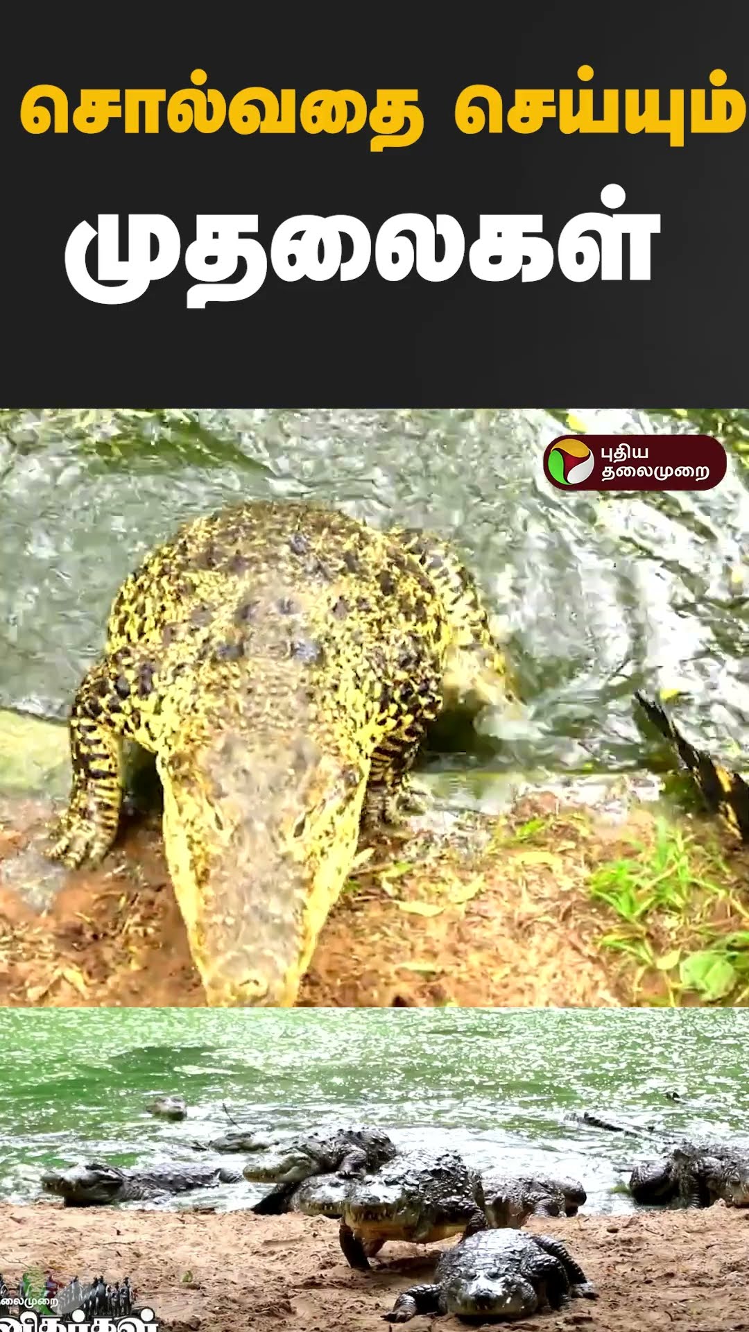 சொல்வதை செய்யும் முதலைகள் #Shorts #crocodile