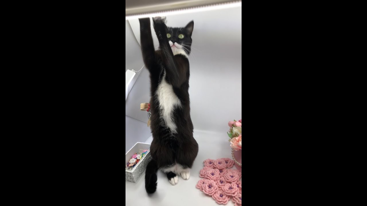 Привет, Ваше Высочество! Могу я сделать свои фотки ???